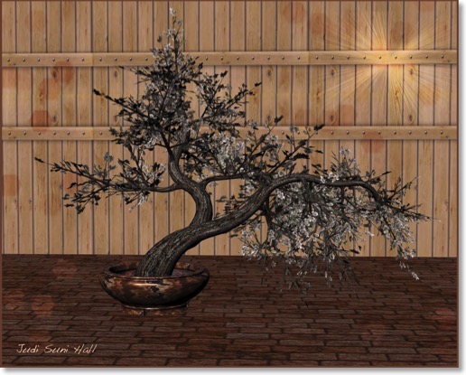 Cherry blossom bonsai.