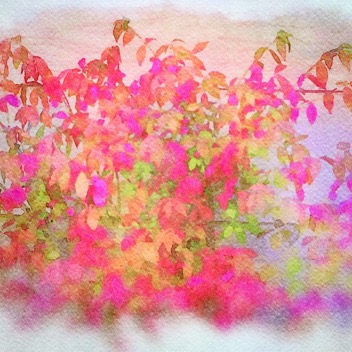 Autumn bush watercolor gingezel web.jpg