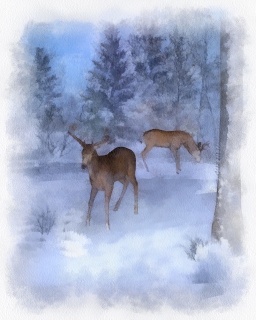 Two buck deer browsing in snow.