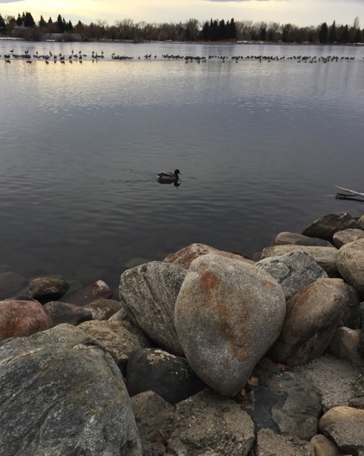 A chinook December day at Henderson Lake. A mallard duck in the foreground, geese in the back.